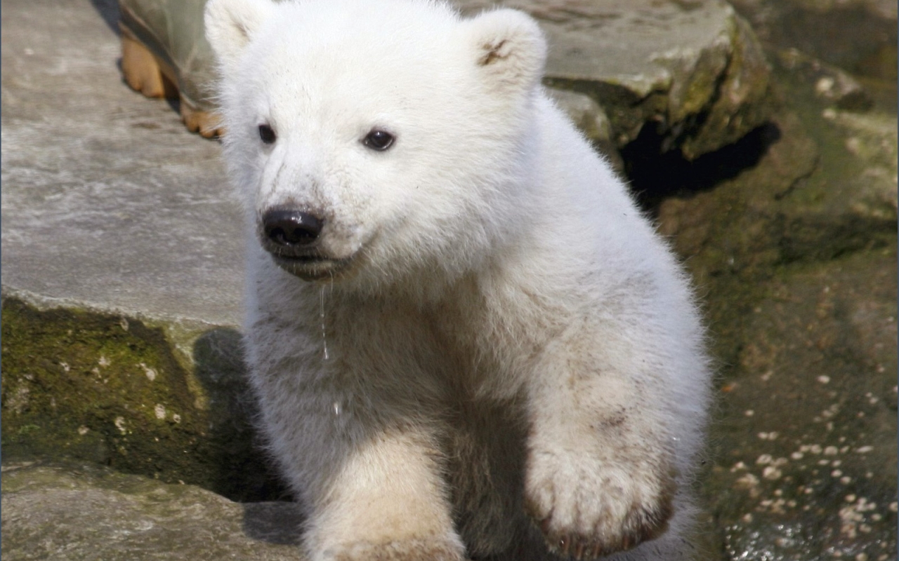 Fondo de pantalla oso polar bebe corriendo 1280x800 - Fondo de Pantalla