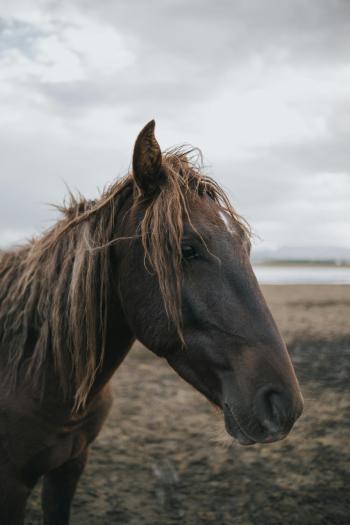 Fondo de Pantalla de pexels_18177106.jpg