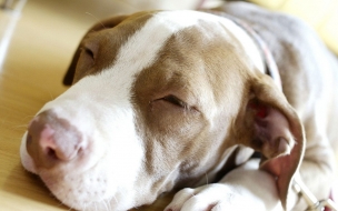 Fondo de pantalla perro mimado