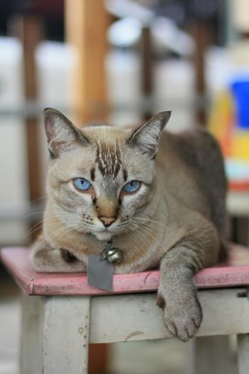 Fondo de Pantalla de pexels_6524490.jpg