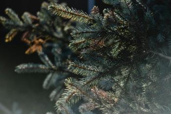 Fondo de Pantalla de pexels_5949341.jpg