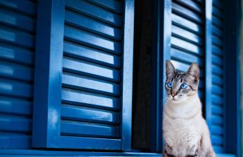 Fondo de Pantalla de pexels_4566525.jpg