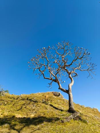 Fondo de Pantalla de pexels_29539957.jpg