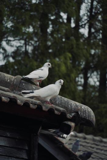 Fondo de Pantalla de pexels_29367186.jpg