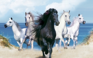 Fondo de pantalla caballos corriendo cerca de la playa