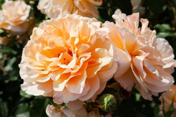 Fondo de Pantalla de pexels_25308230.jpg