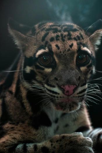 Fondo de Pantalla de pexels_2411916.jpg