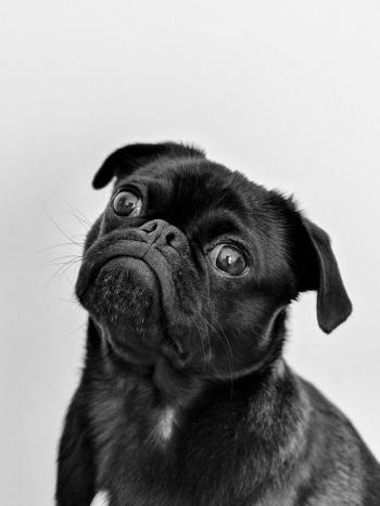 Pug negro en blanco y negro, fondos de pantalla, mascotas adorables, animales, fotografía.