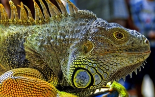 Fondo de pantalla iguana descansando