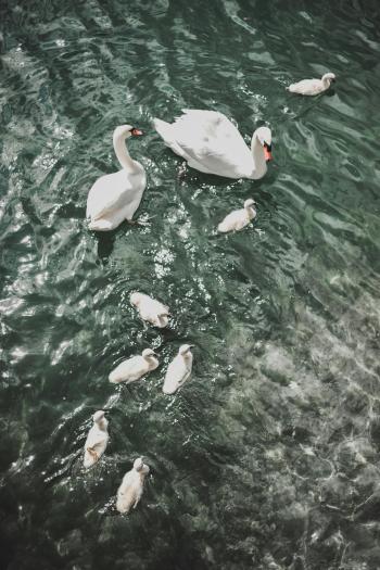 Fondo de Pantalla de pexels_4179103.jpg