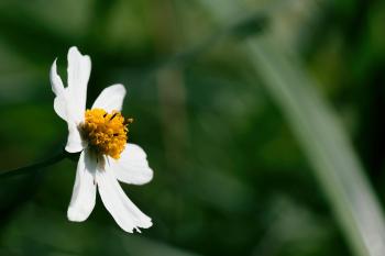 Fondo de Pantalla de pexels_30100432.jpg