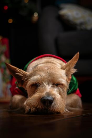 Perro durmiendo en Navidad, fondo de pantalla, mascotas, adorable, festivo.