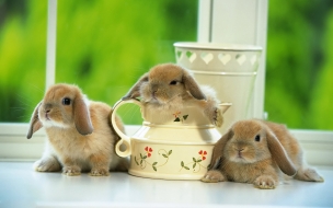 Fondo de pantalla conejos timidos