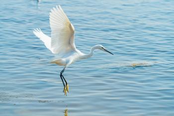 Fondo de Pantalla de pexels_30228052.jpg