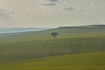 Fondo de Pantalla de pexels_30254637.jpg