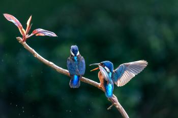 Fondo de Pantalla de pexels_30174903.jpg