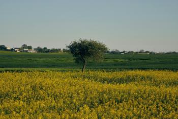 Fondo de Pantalla de pexels_30148688.jpg