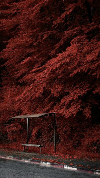 Fondo de Pantalla de pexels_22632187.jpg