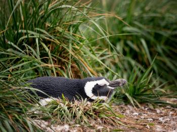 Fondo de Pantalla de pexels_21533363.jpg