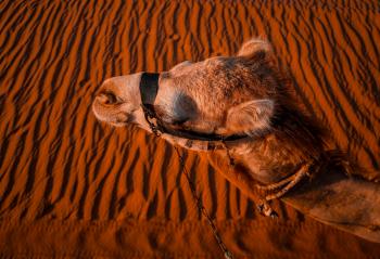 Fondo de Pantalla de pexels_17472617.jpg