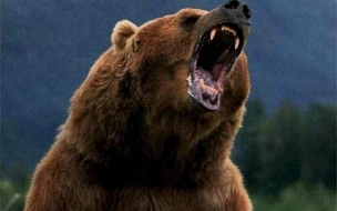 Bear Wild animals wallpapers