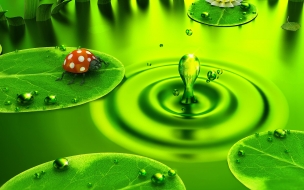 Fondo de pantalla mariquita cerca del agua