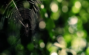 Fondo de pantalla telaraña