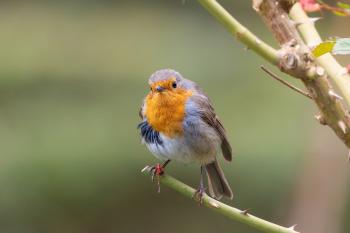 Fondo de Pantalla de pixabay_7902319.jpg