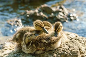 Fondo de Pantalla de pixabay_7932329.jpg