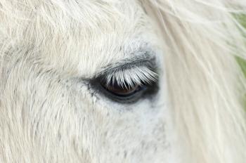 Fondo de Pantalla de pixabay_4950551.jpg