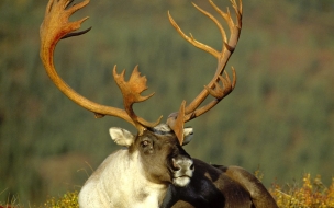 Fondo de pantalla reno descansando