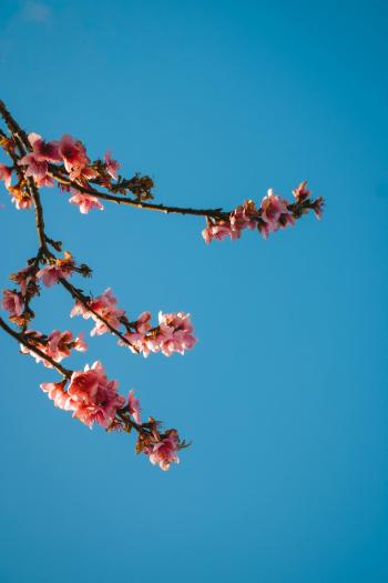 Fondo de Pantalla de pexels_30359049.jpg