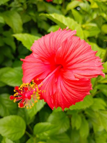 Fondo de Pantalla de pexels_30293660.jpg