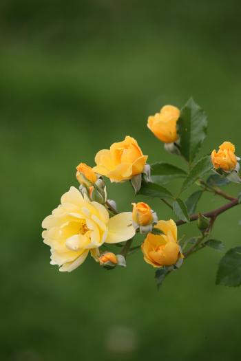 Fondo de Pantalla de pexels_30286627.jpg