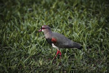 Fondo de Pantalla de pexels_30274501.jpg