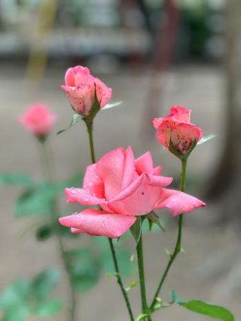 Fondo de Pantalla de pexels_30270876.jpg