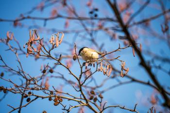 Fondo de Pantalla de pexels_30245483.jpg