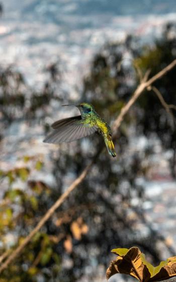 Fondo de Pantalla de pexels_27862154.jpg