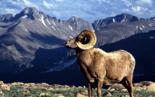 Fondo de pantalla carnero