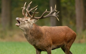 Fondo de pantalla reno caminando