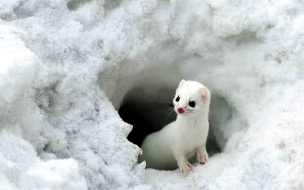 Little cute animal wallpapers