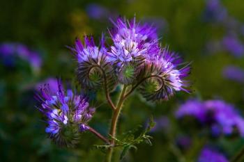 Fondo de Pantalla de pixabay_7890014.jpg