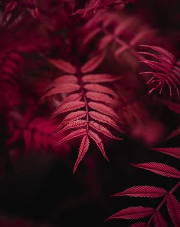 Fondo de Pantalla de pixabay_4960675.jpg