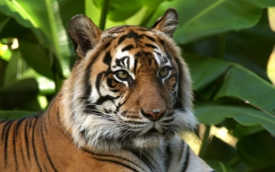 Majestuoso tigre en alta calidad para wallpaper 4K