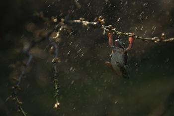 Fondo de Pantalla de pixabay_4376988.jpg