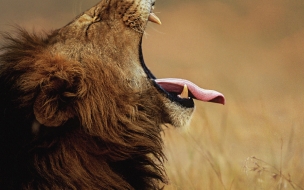 León majestuoso en 4K: fondo de pantalla HD impresionante