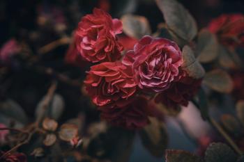 Fondo de Pantalla de pexels_30374517.jpg