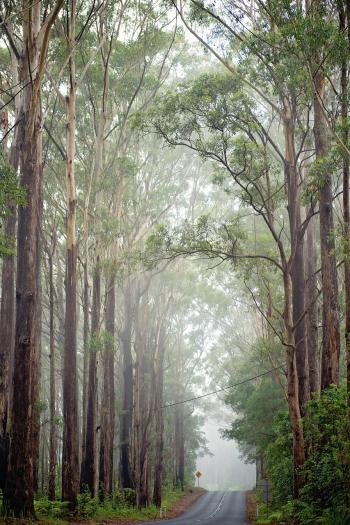 Fondo de Pantalla de pixabay_5385056.jpg