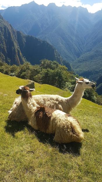 Fondo de Pantalla de pixabay_5223959.jpg