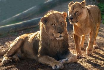 Fondo de Pantalla de pixabay_3069559.jpg